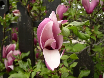 tulipan.jpg
