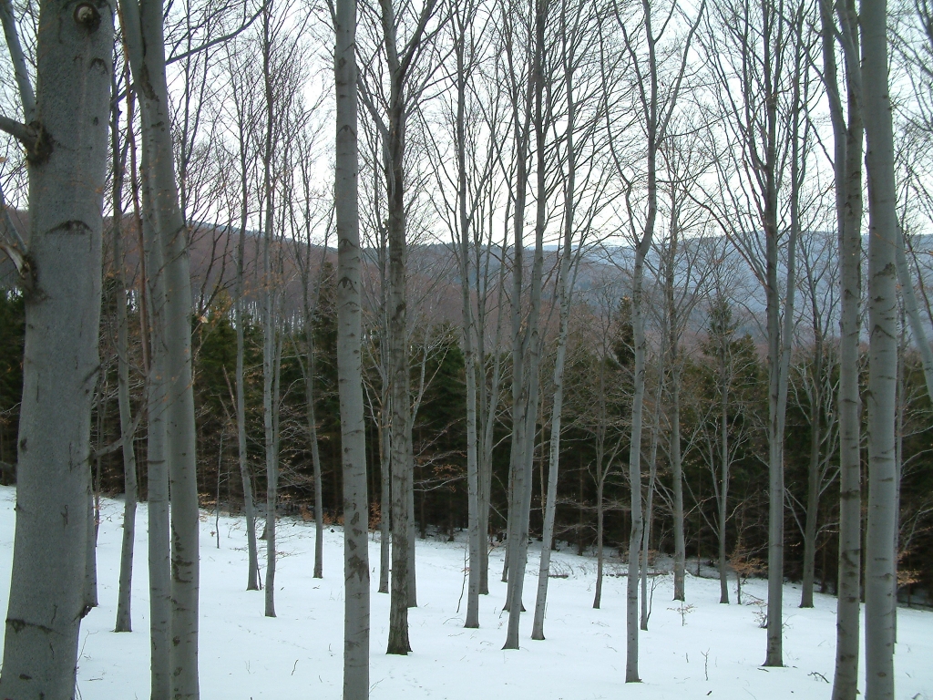 DSCF0049a.jpg