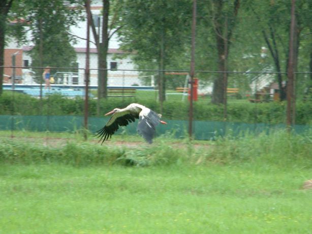 DSCF0093a.jpg