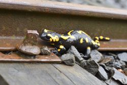 salamandra.jpg